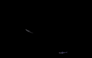 Fig.01: Fsh in action